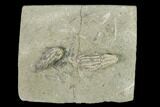 Two Fossil Crinoids (Pachylocrinus) - Indiana #149013-1
